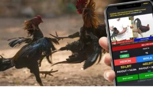 Thrill of Sabong Betting in the Philippines with OGBET88