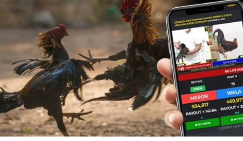 Thrill of Sabong Betting in the Philippines with OGBET88